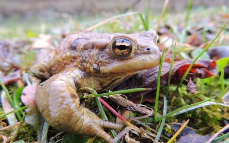bufo_bufo_ribnik_treb__e.jpg