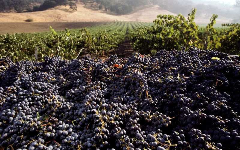 cabernet sauvignon.jpg