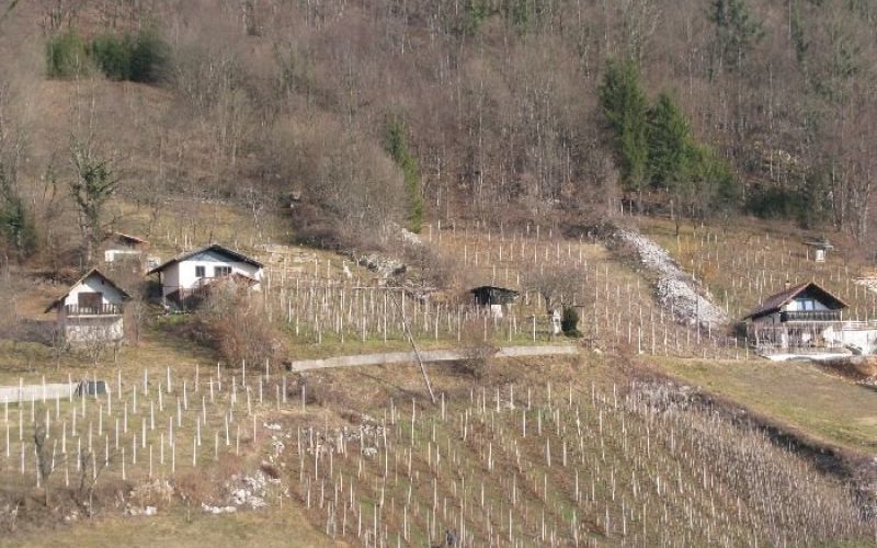 vino001.jpg