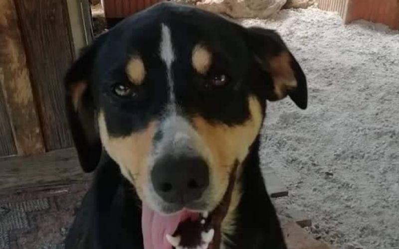 psička luna