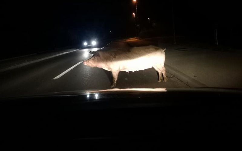 tišina, pobegel-prašič