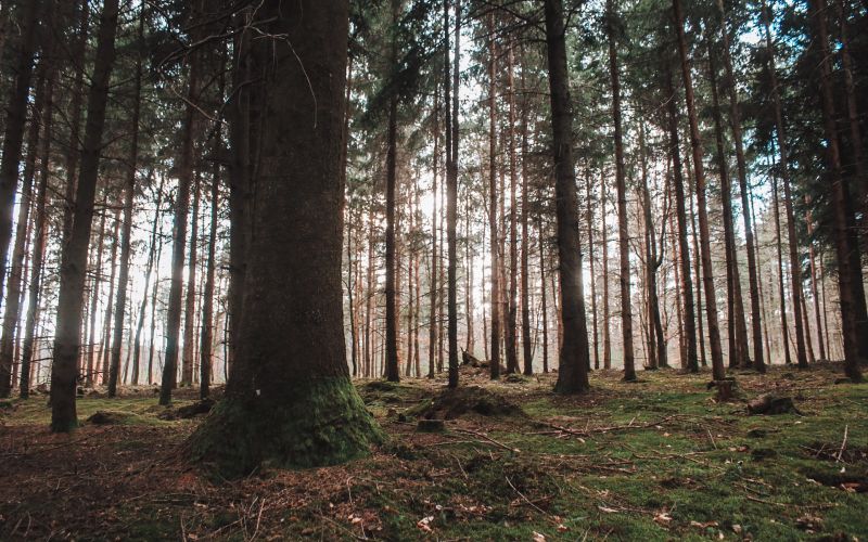 pomlad, pomladno-prebujanje, narava