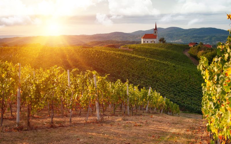 Vinogradi okoli sv. Ane v Vidošičih