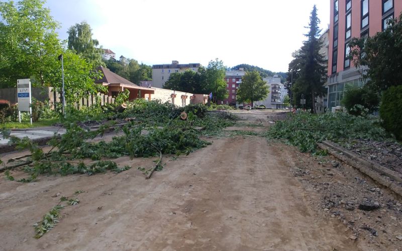 drevesa foto os arhiv (2).jpg