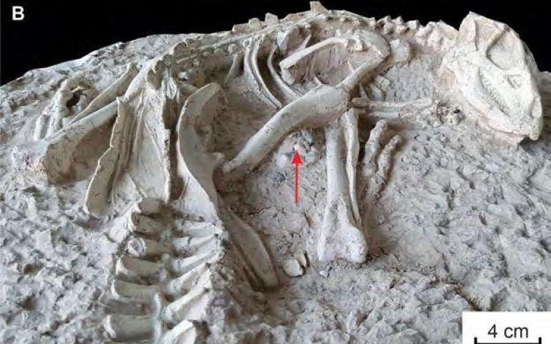 changmiania-liaoningensis