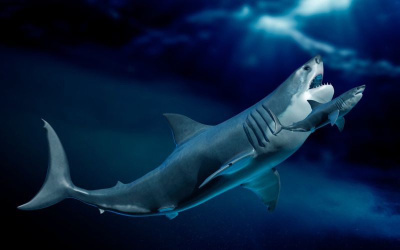 megalodon