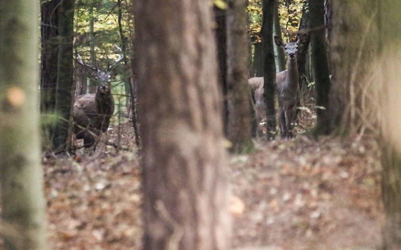 jesen, jesenske-barve, narava, gozd, barve