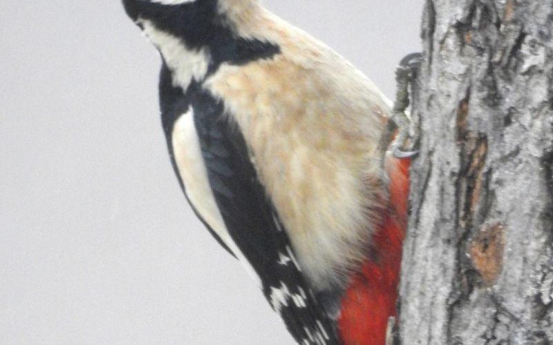 1__dendrocopos_major_veliki_detel_cerckova_2017_02_09__2_.jpg