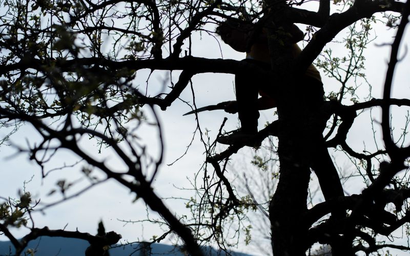 drevo, obrezovanje drevesa, padec z drevesa, veje