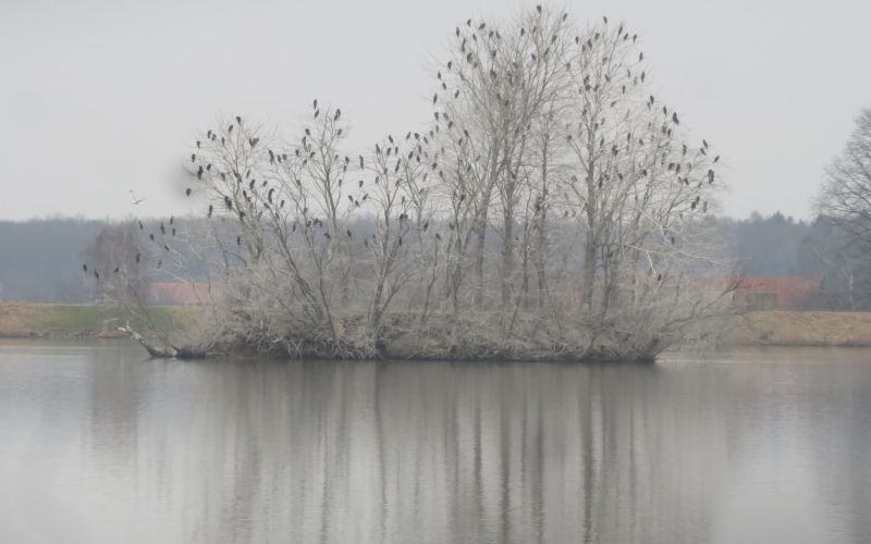 Gajševsko jezero, kormorani
