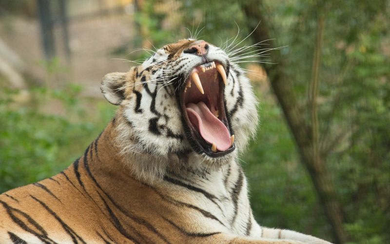 sibirski-tiger-vito