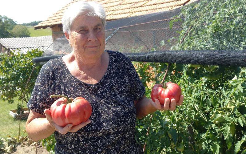 olga-vučak, paradižnik