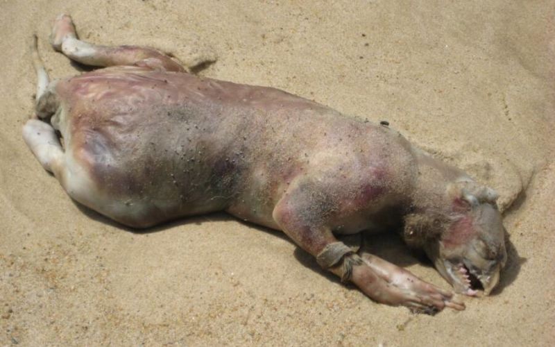 montauk-monster.jpeg