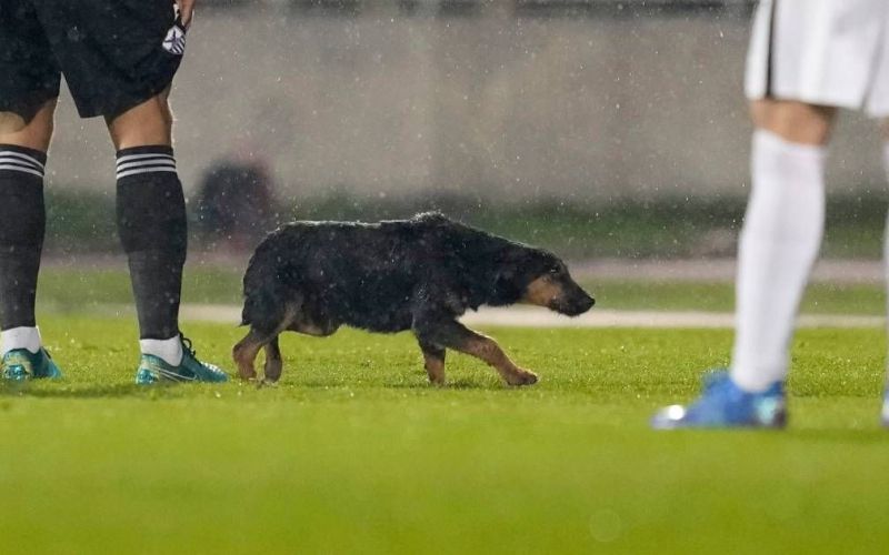 partizan anorthosis pes.jpg