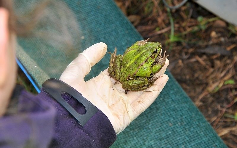 krajinski-park-goričko, dvoživke, krašči