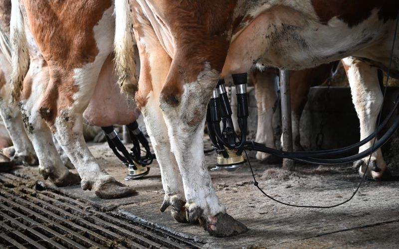 kmetovanje, kmetija, krave, hlev, mleko, molzenje