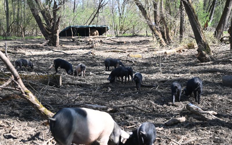 krškopoljski-prašiči, murski-gozd, projekt-natura-mura