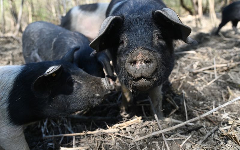 krškopoljski-prašiči, murski-gozd, projekt-natura-mura