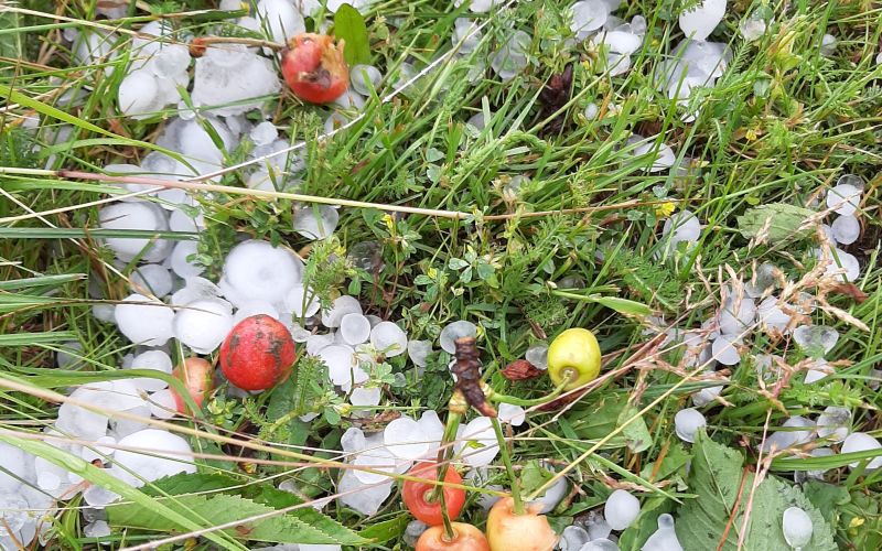 neurje, posledice, pomurje