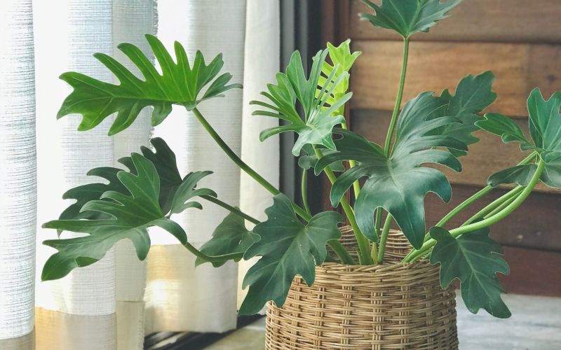 Philodendron xanadu.jpg