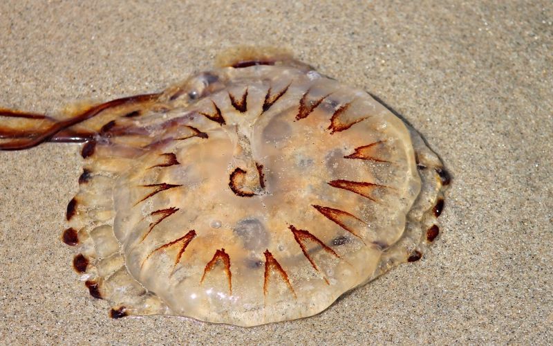 compass-jellyfish-g3b43efd9f_1920.jpg