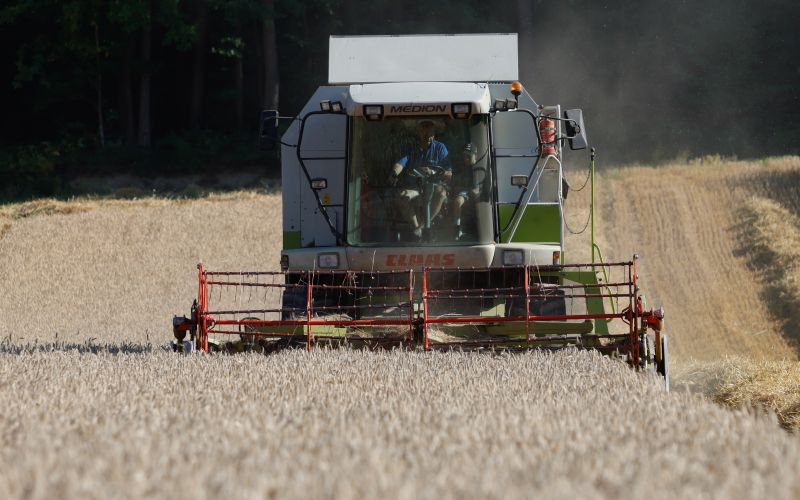 žetev, pšenica, kombajn