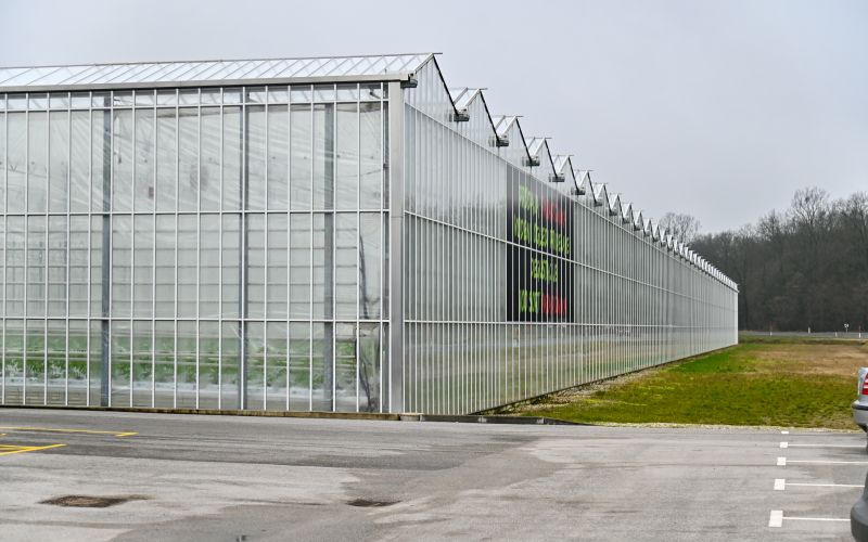 lušt, paradajz, renkovci, podjetje-lušt