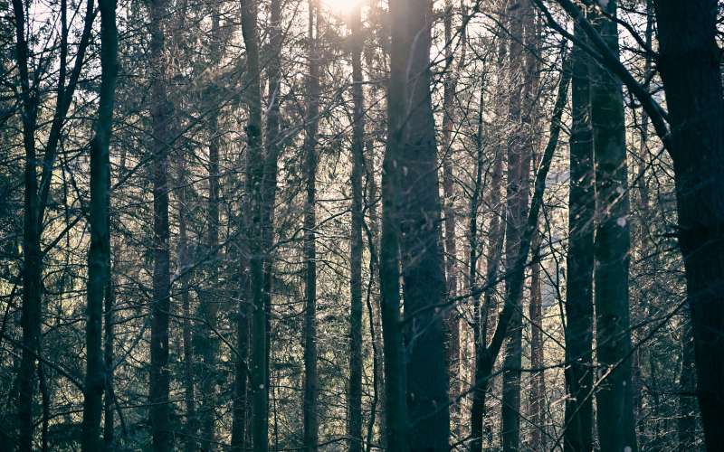 simbolična, narava, gozd, zima, prebujanje-narave