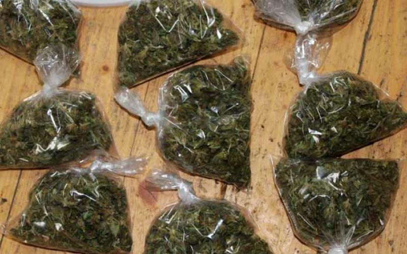 konoplja-zaseg-vransko