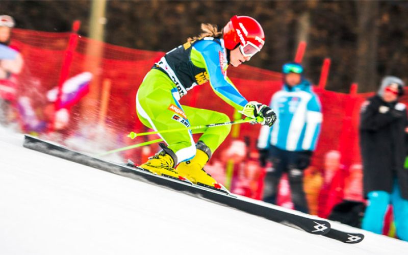 ana drev zlata lisica