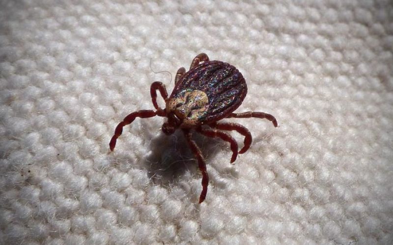 klop-cek-meningitis-borelioza