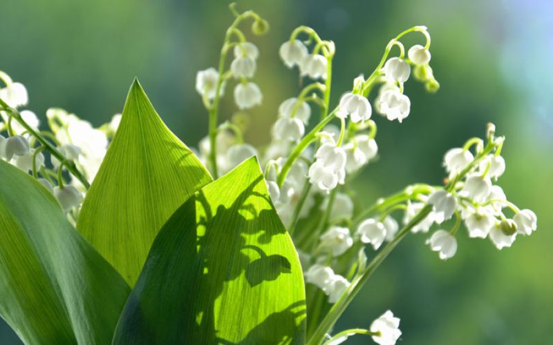 mesec-maj-lilije-ilies-of-the-valley-4240031(1)