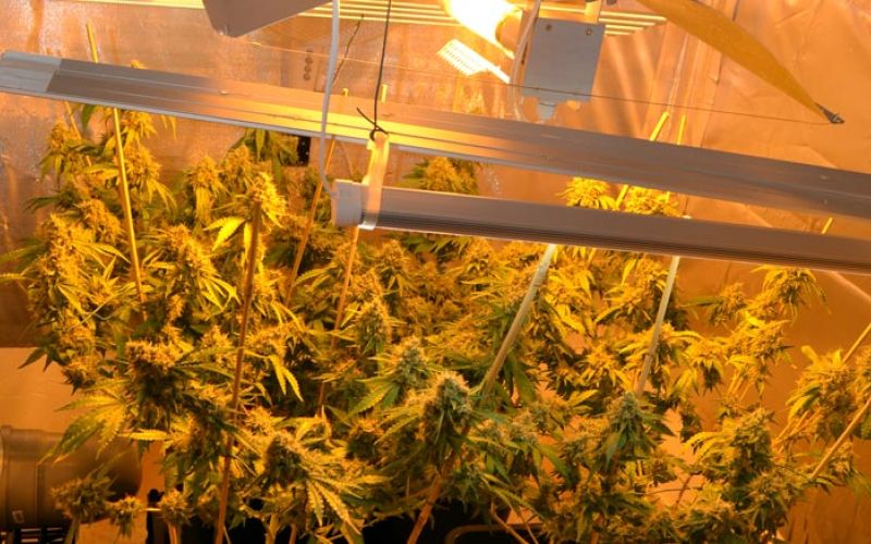 zaseg-konoplje-velenje