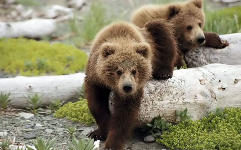 baby-brown-bears