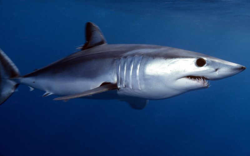 shortfin mako shark