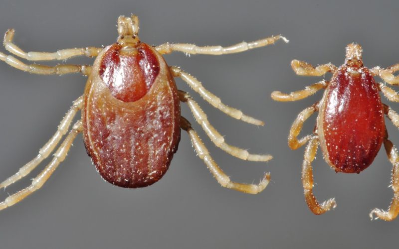 Hyalomma-anatolicum-female-male