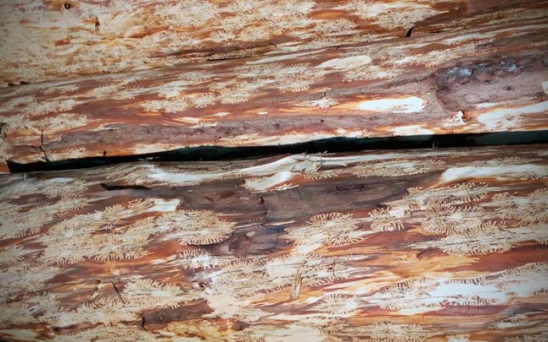 lubadar_20160805_092703