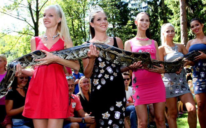 manekenke-in-kaca-piton-bobo