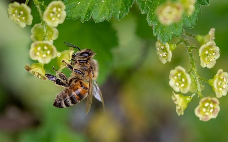 narava-cebela-roza-pomlad