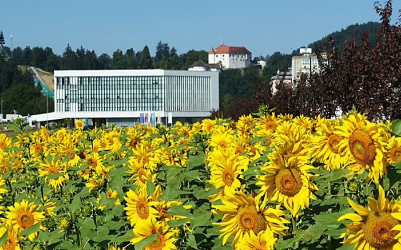 sončnice 1217 (mala)