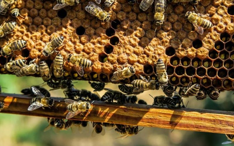 cebelarska-sezona-cebele