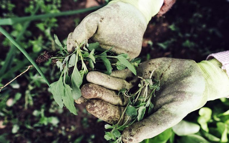 kmetijstvo_polje_rastline