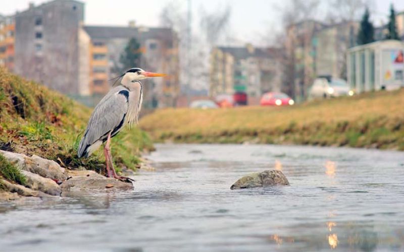 siva-caplja-reka-paka-vranic