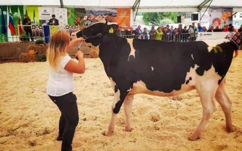 govedorejska-razstava-kzsd