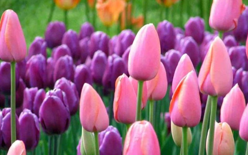 tulipani-mozirski-gaj
