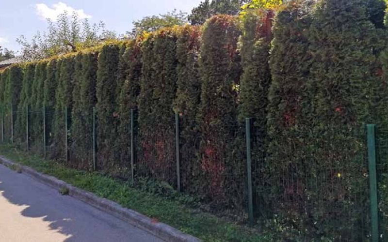 ciprese-ziva-meja-cesta