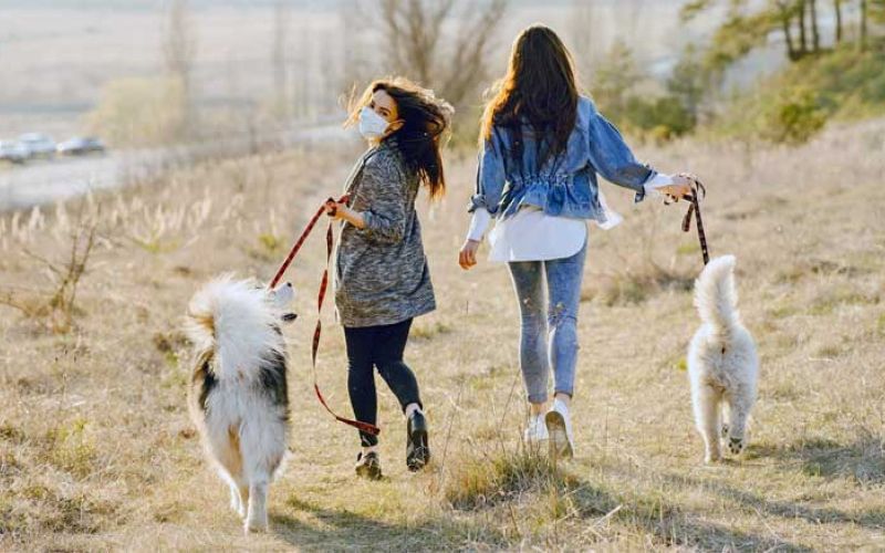 nemcija-obvezen-sprehod-psov