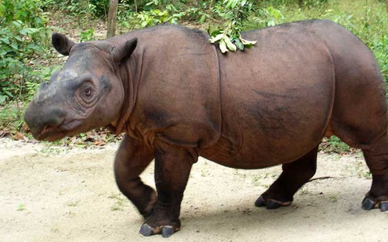 nosorog-sumatra