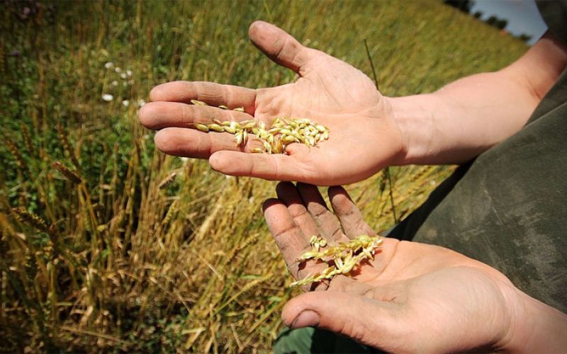 kmetijstvo, pridelek, polje, žito, delavec