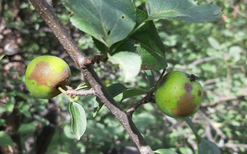 Wildapfel, Foto M. Kohler-Schneider, BOKU Wien